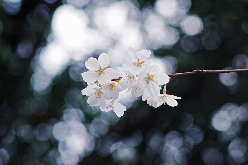 cherry-blossom-g9c0ac45da_1920.jpg